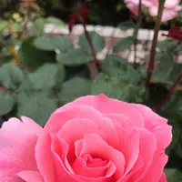 千葉市都市緑化植物園の写真・動画_image_1597212