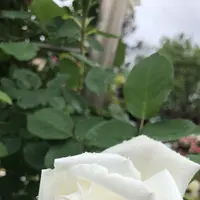 千葉市都市緑化植物園の写真・動画_image_1597214