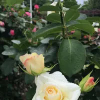 千葉市都市緑化植物園の写真・動画_image_1597215