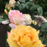 千葉市都市緑化植物園の写真・動画_image_1597216