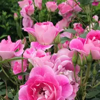 千葉市都市緑化植物園の写真・動画_image_1597217