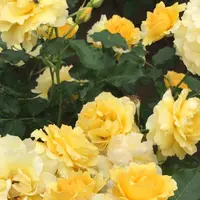 千葉市都市緑化植物園の写真・動画_image_1597218