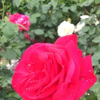 千葉市都市緑化植物園の写真・動画_image_1597219