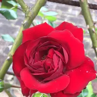 千葉市都市緑化植物園の写真・動画_image_1597220