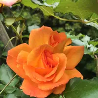 千葉市都市緑化植物園の写真・動画_image_1597222