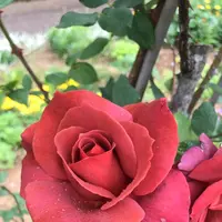 千葉市都市緑化植物園の写真・動画_image_1597223