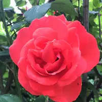 千葉市都市緑化植物園の写真・動画_image_1597224