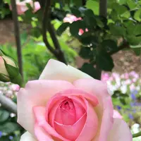 千葉市都市緑化植物園の写真・動画_image_1597225