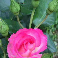 千葉市都市緑化植物園の写真・動画_image_1597226