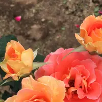 千葉市都市緑化植物園の写真・動画_image_1597227