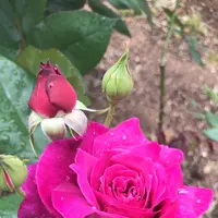 千葉市都市緑化植物園の写真・動画_image_1597229