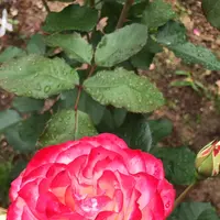 千葉市都市緑化植物園の写真・動画_image_1597230