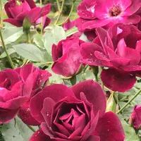 千葉市都市緑化植物園の写真・動画_image_1597236