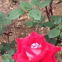 千葉市都市緑化植物園の写真・動画_image_1597237