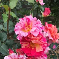 千葉市都市緑化植物園の写真・動画_image_1597238