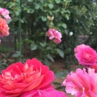 千葉市都市緑化植物園の写真・動画_image_1597239