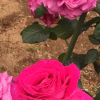 千葉市都市緑化植物園の写真・動画_image_1597240
