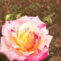 千葉市都市緑化植物園の写真・動画_image_1597241