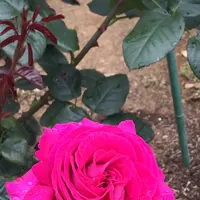 千葉市都市緑化植物園の写真・動画_image_1597242