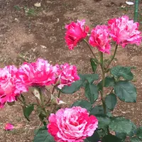 千葉市都市緑化植物園の写真・動画_image_1597243