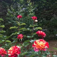 千葉市都市緑化植物園の写真・動画_image_1597244