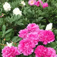 千葉市都市緑化植物園の写真・動画_image_1597246