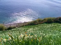 灘黒岩水仙郷の写真・動画_image_161636