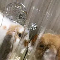アニマルカフェ Haru-Haru Farmの写真・動画_image_1619731