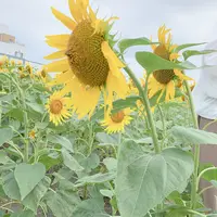 柳川ひまわり園の写真・動画_image_1621223