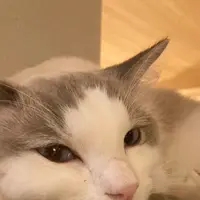 猫カフェ モカラウンジ新宿店の写真・動画_image_1669877