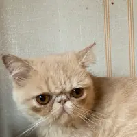 猫カフェ モカラウンジ新宿店の写真・動画_image_1669878