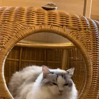 猫カフェ モカラウンジ新宿店の写真・動画_image_1669879