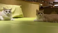 猫カフェ モカラウンジ新宿店の写真・動画_image_1669880