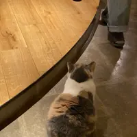 猫カフェ モカラウンジ新宿店の写真・動画_image_1669882