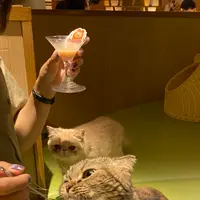 猫カフェ モカラウンジ新宿店の写真・動画_image_1669884
