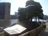 蛸の松の写真・動画_image_172770