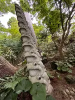 如意輪寺 （かえる寺）の写真・動画_image_1746986