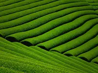 宇治茶の郷　和束の茶畑の写真・動画_image_175647