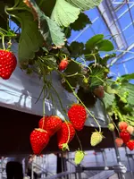 れっどぱーるの写真・動画_image_1766574