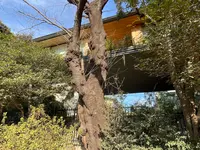 香kaguwashiの写真・動画_image_1781445