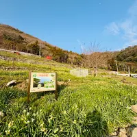 水仙の里の写真・動画_image_1783324