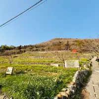 水仙の里の写真・動画_image_1783327