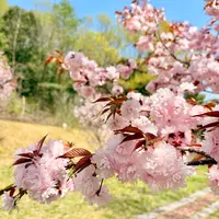 宗堂桜の写真・動画_image_1805641