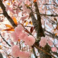 宗堂桜の写真・動画_image_1805642