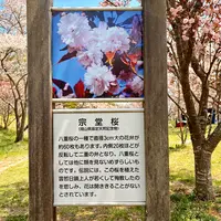 宗堂桜の写真・動画_image_1805644