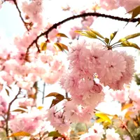 宗堂桜の写真・動画_image_1805645