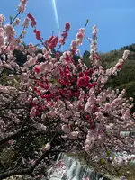 月川温泉の花桃の写真・動画_image_1814781