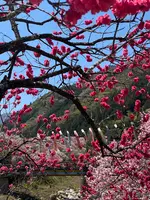 月川温泉の花桃の写真・動画_image_1814782