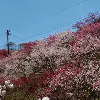 月川温泉の花桃の写真・動画_image_1814783