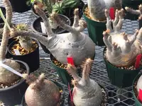 BOTANIZE Shirokaneの写真・動画_image_1827980